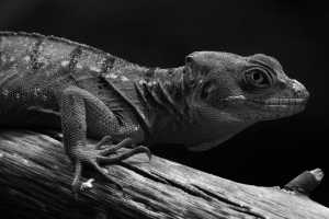 Johannes Wirl, Gecko