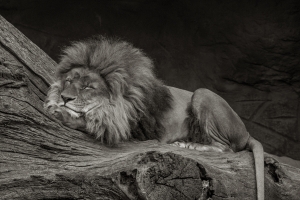 Bärbel Bornhöft, the-lion-sleeps-tonight