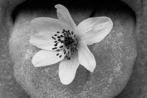 Martin Speth, Blüte