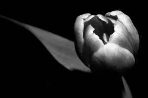 Tanja Speth, SW_TulipNoir