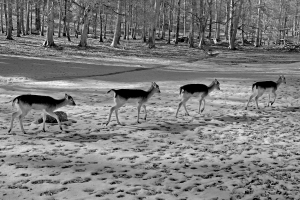 Theo Broßler, Rehe im Gänsemarsch