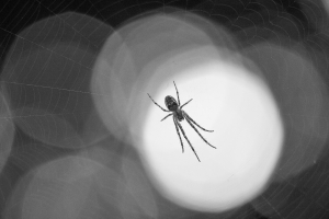 Yvonne Spörl, Spinne im Licht