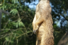 Erdmännchen