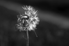 Kathrin Grimm, Pusteblume