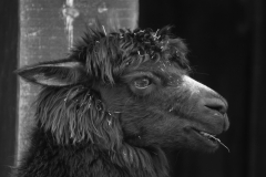 Martin Speth, Das schwarze Schaf