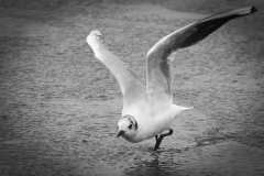 Martin Speth, Start