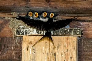 Straub Wolfgang