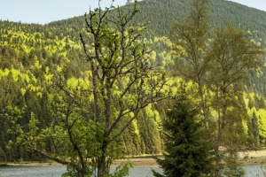 kleiner Arbersee