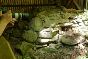 Wildkatze trifft Ungeheuer