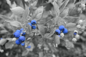 Berberich Elke