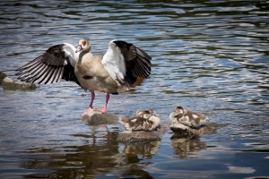 Bornhoeft Baerbel