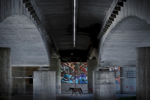 Plaha Helmut