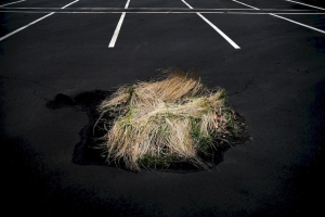 Plaha Helmut