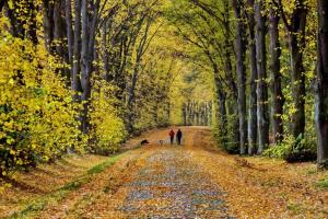 autumn