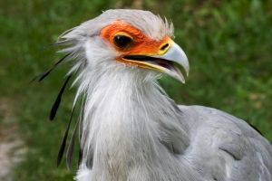 Bornhoeft Baerbel
