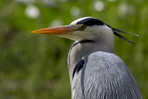 Straub Wolfgang