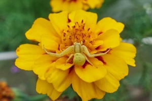 Berberich-Elke