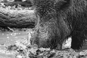 CBerndUllrich-│-Wildpark-Hanau-8