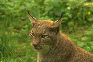 Heinz-Albert_Luchs