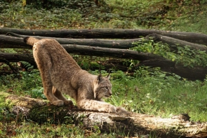 Thomas-Hauffe_Luchs