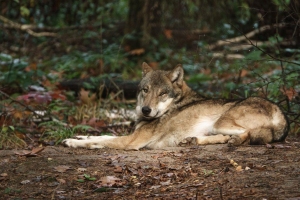 Thomas-Hauffe_Wolf
