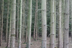 Leuner-Juergen