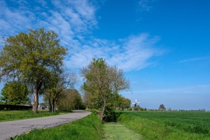 Hauffe-Thomas