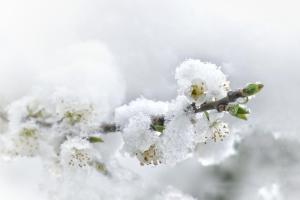 322_Blüten im Schnee