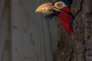 Platz-5-Wolfgang-Straub-Furchenschnabel-Bartvogel