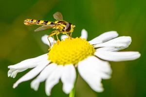 Platz-7-Thomas-Hauffe-Schwebfliege