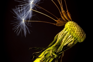 Platz-1-Bernd-Ullrich-Dandelion-Veil-