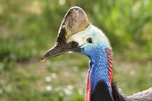 Platz-10-Achim-Lutz-Hornvogel