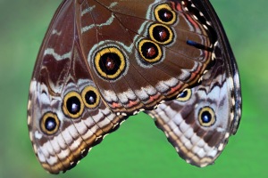 Platz-12-Helmut-Plaha-Schmetterling
