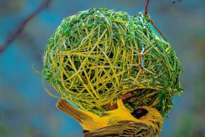 Qualitätscheck des Nestbaus