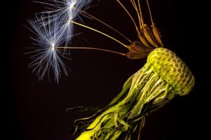 01 1. Platz Bernd Ullrich: Dandelion Veil