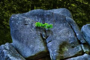 08 8. Platz Ralf Sonnenberg: fruchtbarer Fels