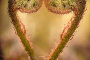 02 2. Platz Helmut Körner: Farnherz