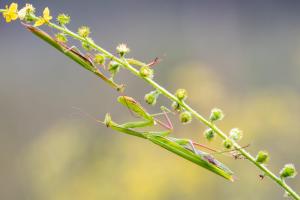 04 4. Platz Bernd Ullrich: Delicate Embrace The Praying Mantis Love Ritual