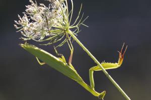 04 4. Platz Bernd Ullrich: Filigree praying mantis