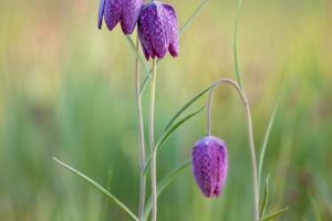 04 4. Platz Bernd Ullrich: Fritillary Elegance