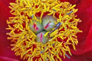 04 4. Platz Helmut Plaha: Pollennest