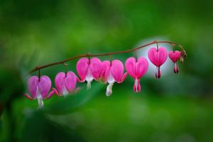 05 5. Platz Helmut Körner: Tränendes Herz