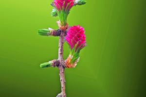 05 5. Platz Theo Brossler: Laerchenblueten