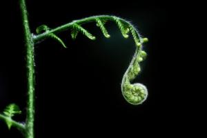 06 6. Platz Helmut Brossler: Farnschnecke