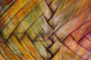 06 6. Platz Helmut Körner: Blattstruktur