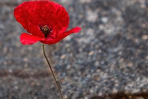 06 6. Platz Ralf Sonnenberg: im Bordstein steckt Leben