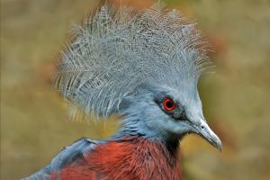 08 8. Platz Helmut Plaha: Kopfschmuck