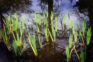 08 8. Platz Theo Brossler: Liliensprossen