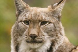 Luchs