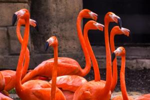 15-278_rote-Flamingos